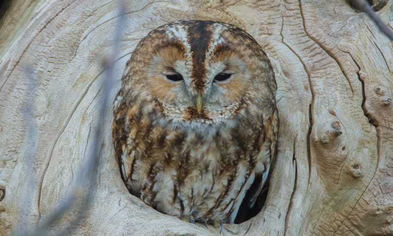 Bosuil op de natuurbegraafplaats Bosuil op de natuurbegraafplaats