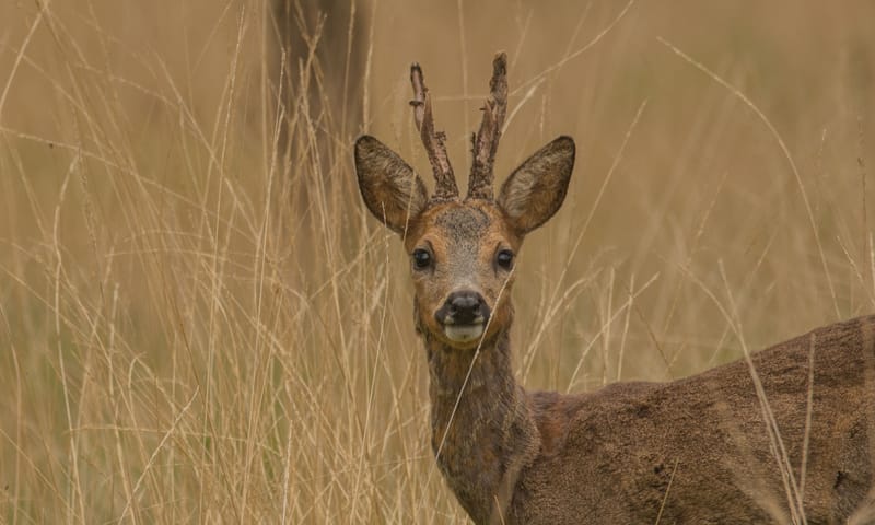 Een reebok op de natuurbegraafplaats Een reebok op de natuurbegraafplaats