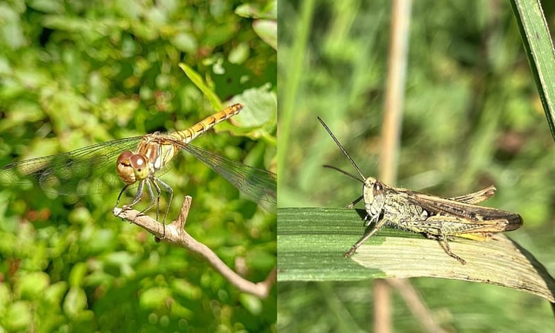 Bruinrode heidelibel en bruine sprinkhaan Bruinrode heidelibel en bruine sprinkhaan
