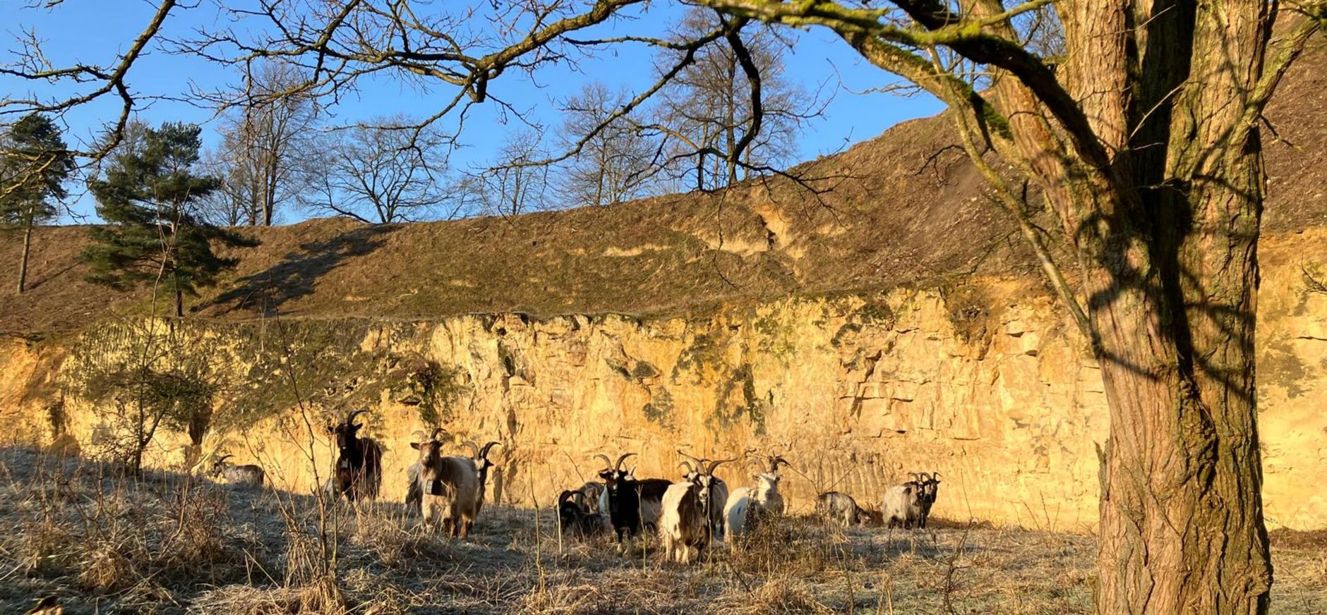 geiten in ENCI-groeve