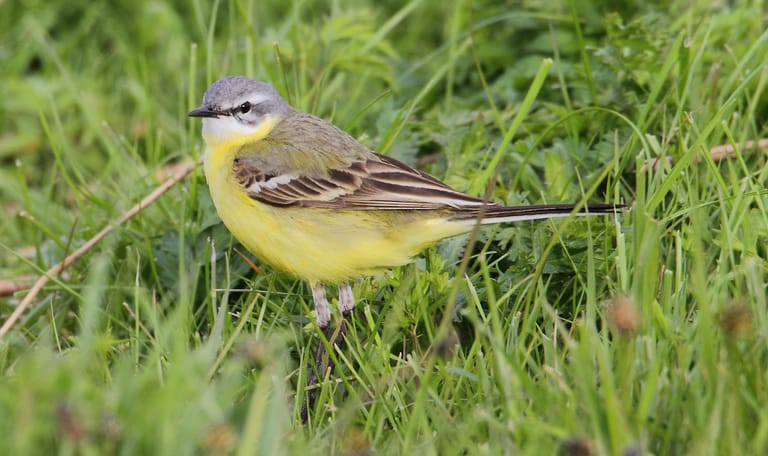 Vogels kijken in ontwakend Zwanenwater