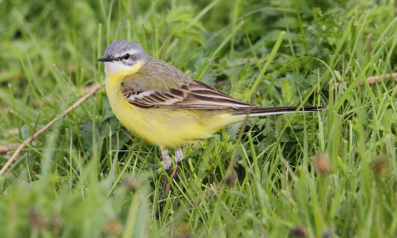 Vogels kijken in ontwakend Zwanenwater