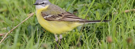 Vogels kijken in ontwakend Zwanenwater