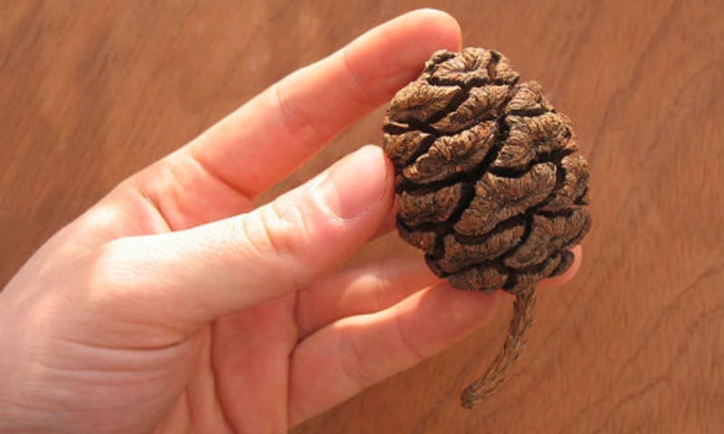 De dennenkegel van de mammoetboom