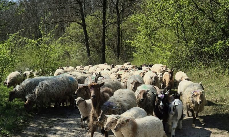 schaapskudde met de lammetjes schaapskudde met de lammetjes