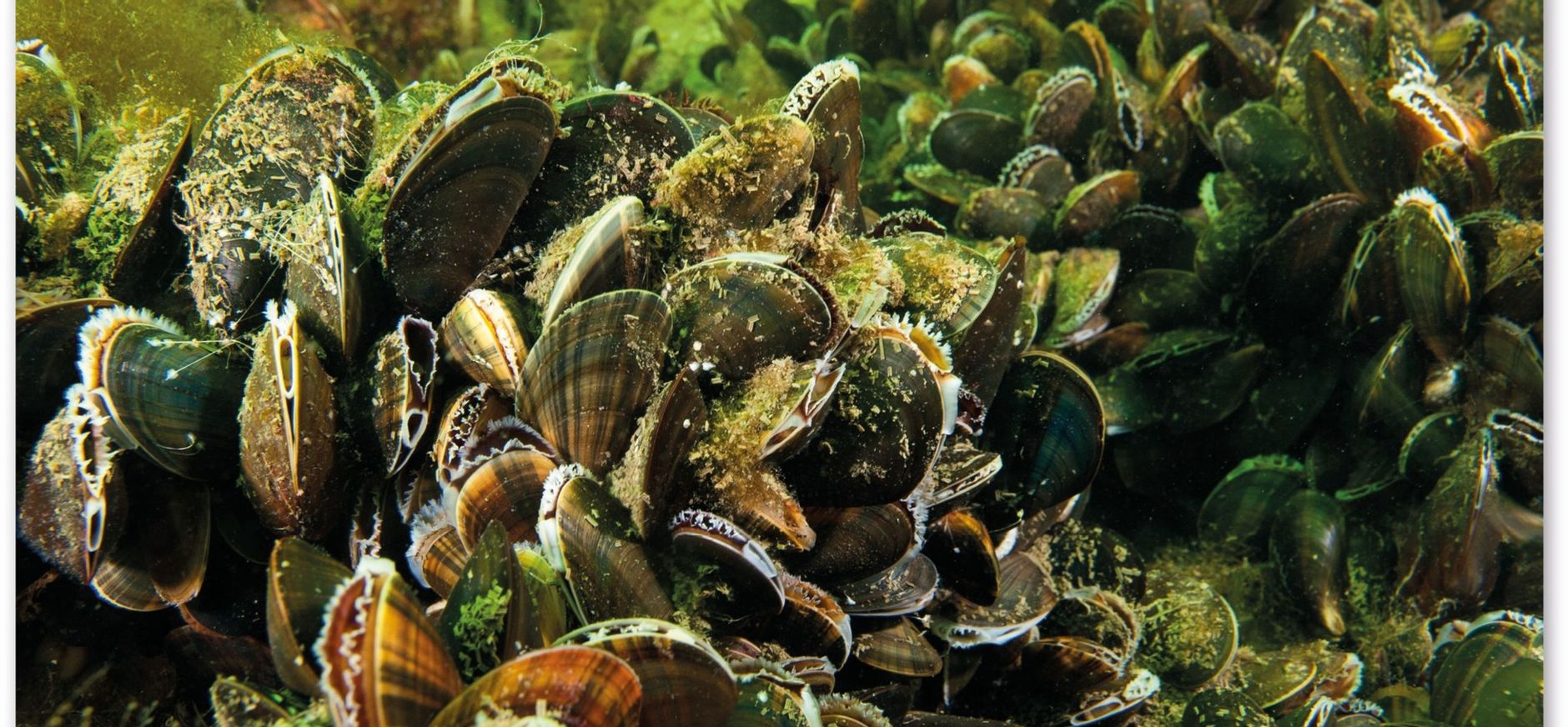 Schelpen