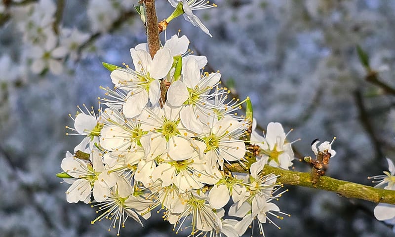 Sleedoorn in bloei Sleedoorn in bloei