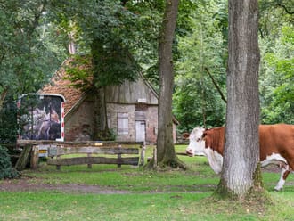 Hereford in Buurserzand