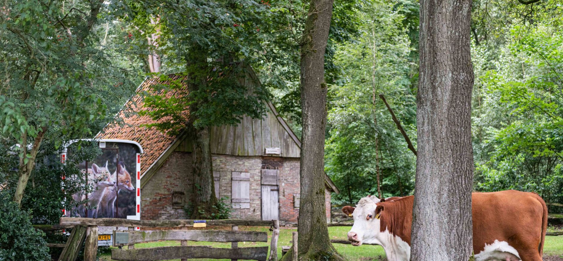 Hereford in Buurserzand Hereford in Buurserzand