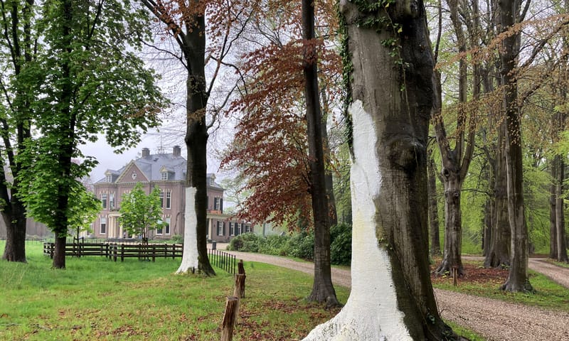 gewitte beuken 't Waliën tegen zonnebrand