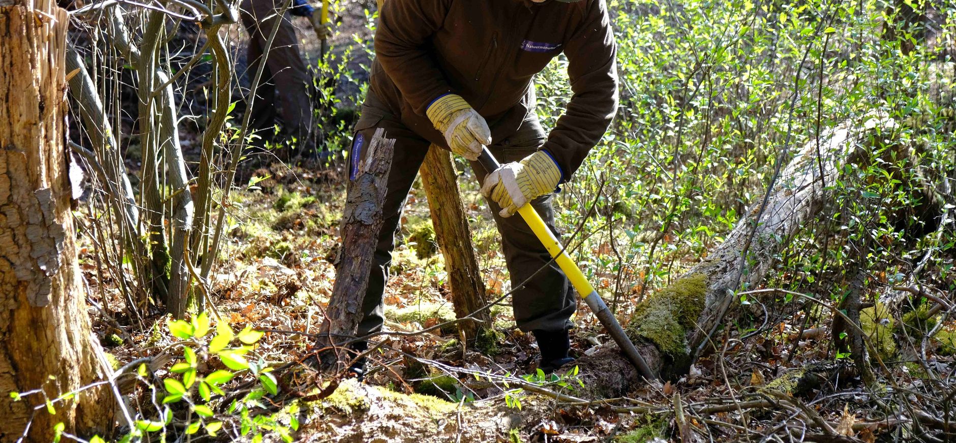Vliegende kiep prunusbestrijding Vliegende kiep prunusbestrijding