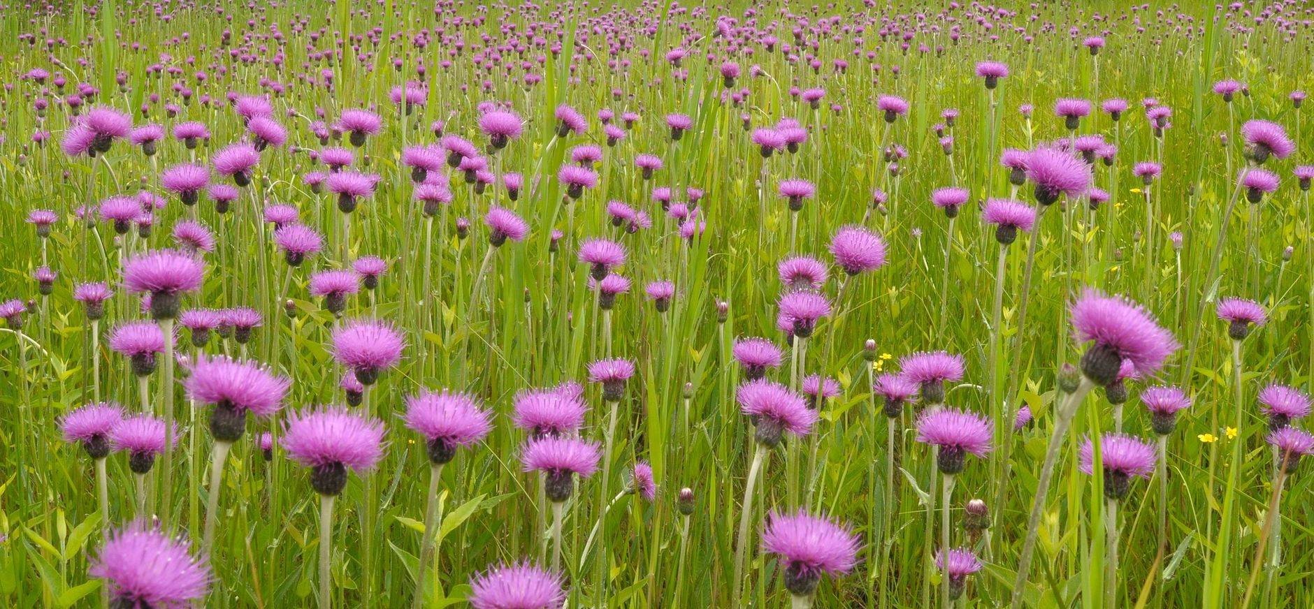 Resultaten van natuurherstel Empese en Tondense Heide Resultaten van natuurherstel Empese en Tondense Heide