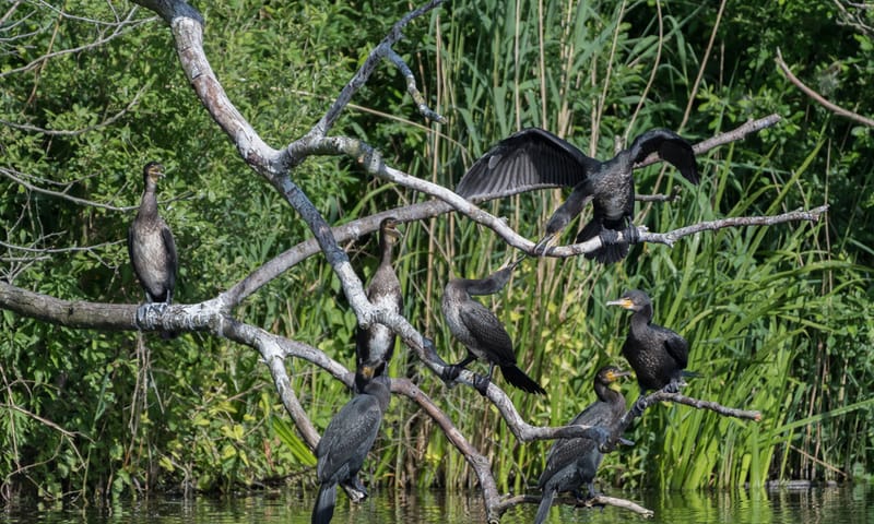 Kolonie aalscholvers in Ackerdijkse Plassen Kolonie aalscholvers in Ackerdijkse Plassen