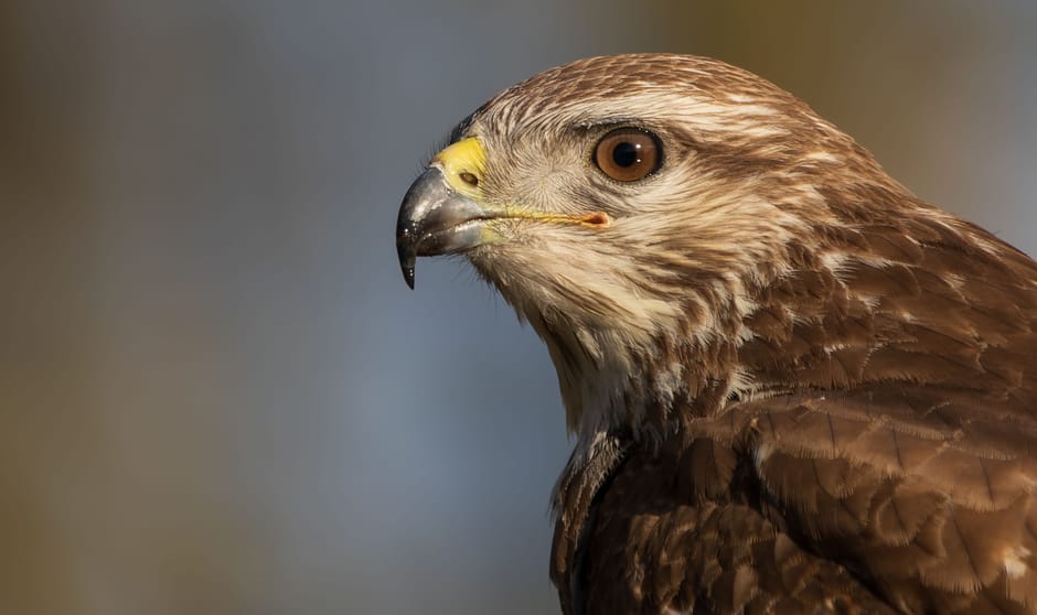 Buizerd close portret Buizerd close portret