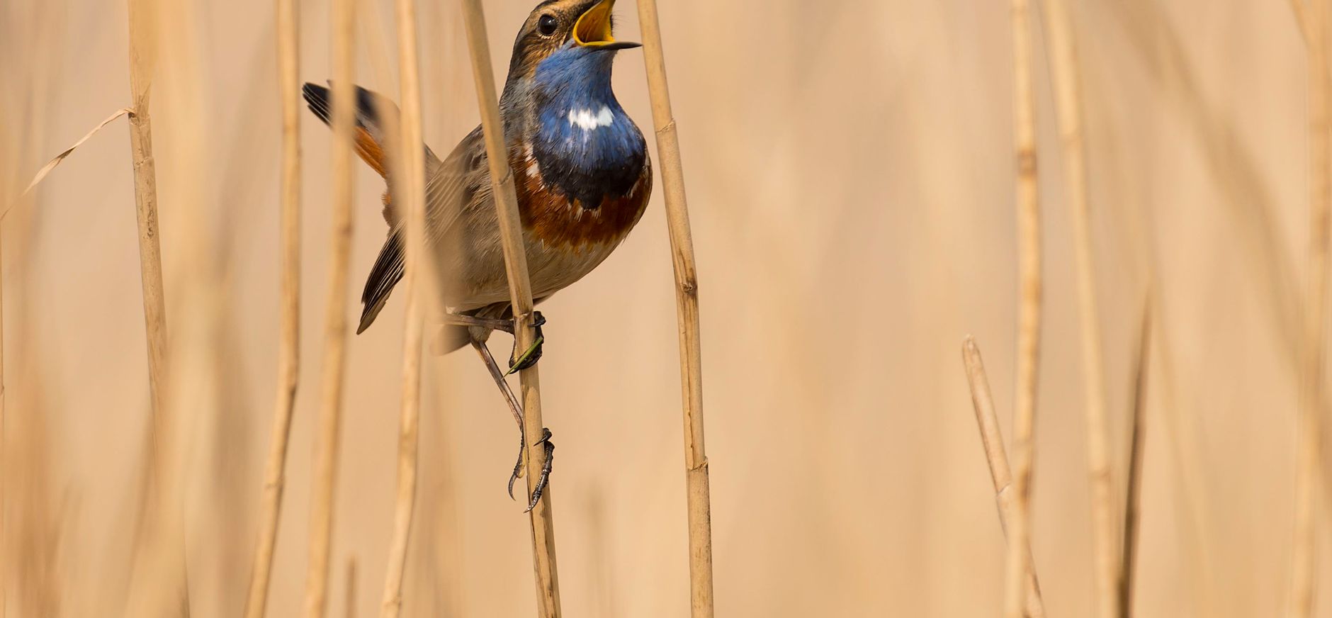 Blauwborst zingt uit volle borst Blauwborst zingt uit volle borst