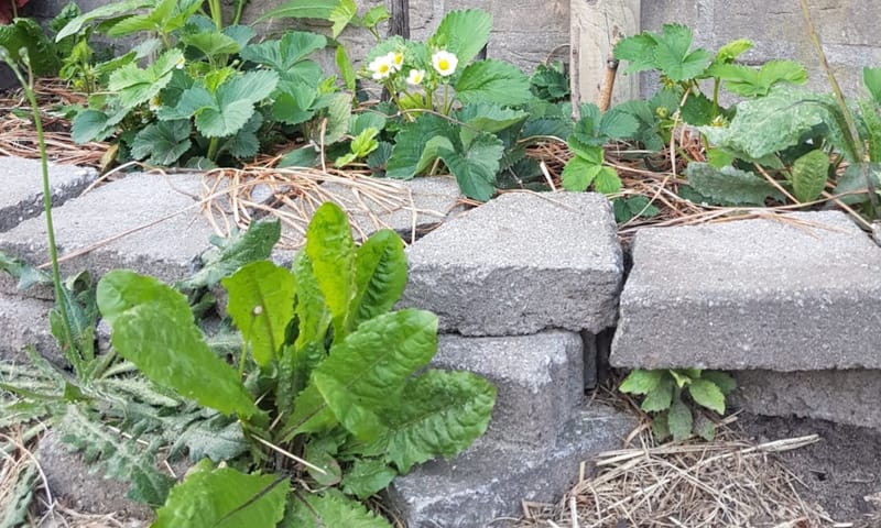 Border met planten Border met planten