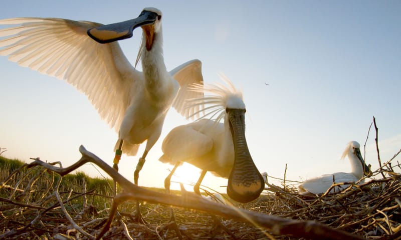Lepelaars op nest Lepelaars op nest