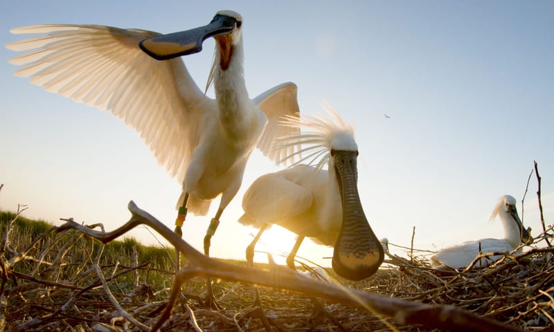 Lepelaars op nest Lepelaars op nest