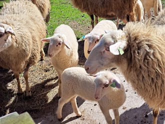 Lammetjesdag