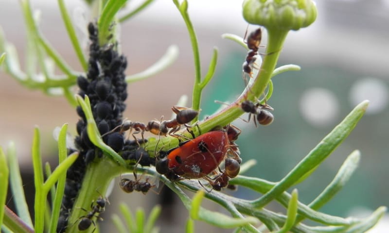 Lieveheersbeestje eet bladluizen Lieveheersbeestje eet bladluizen