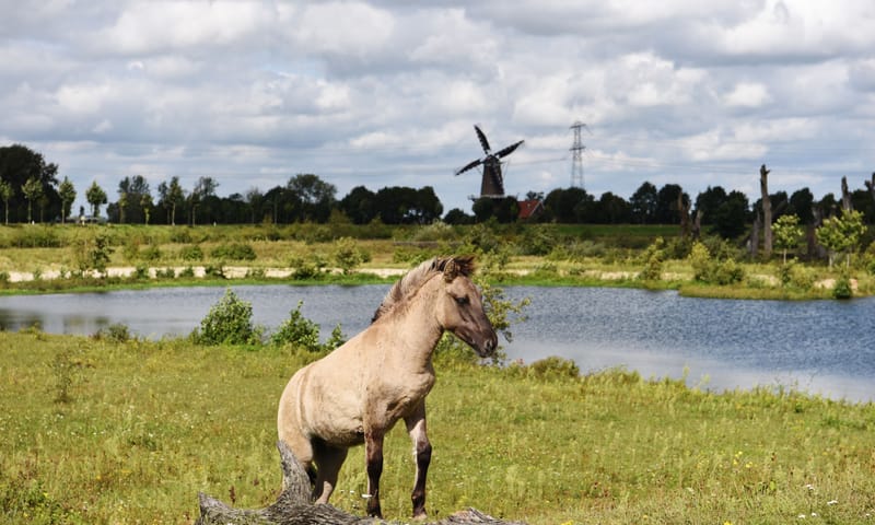 Konik bij de Molenplas