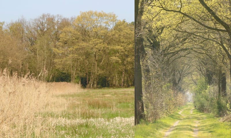 Noordelijk deel Moergestels Broek Coulissenlandschap in het noordelijk deel van Moergestels Broek
