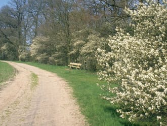 Krentenbloesem