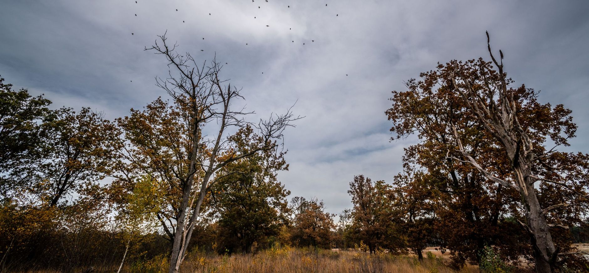 Donkere lucht boven de natuur Donkere lucht boven de natuur