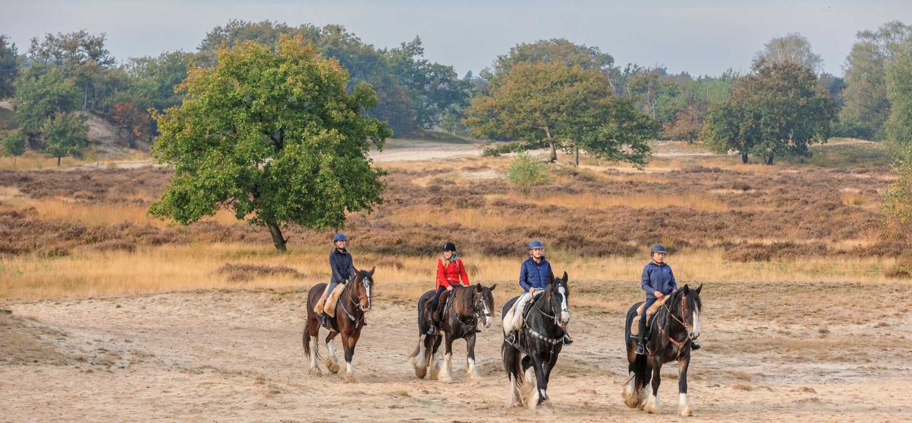 Vier paarden met ruiters die door de duinen lopen
