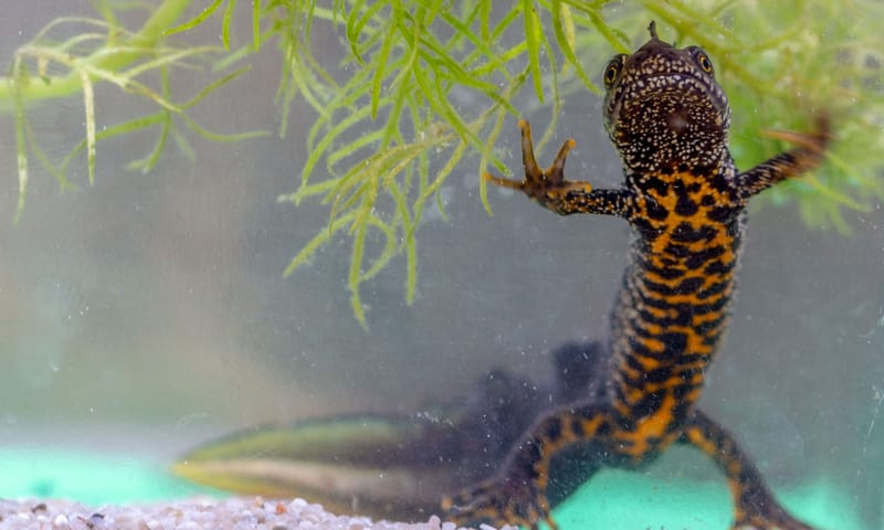 kamsalamander kamsalamander