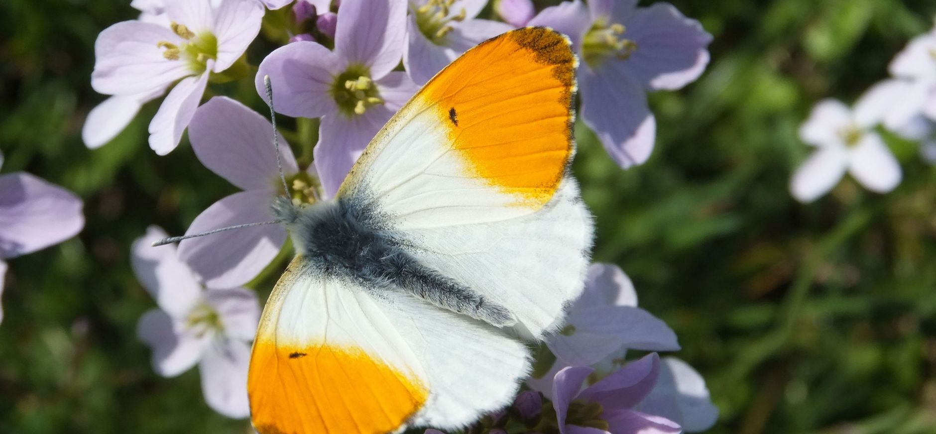 Oranjetipje op pinksterbloem Oranjetipje op pinksterbloem