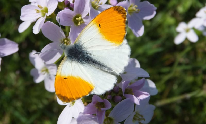 Oranjetipje op pinksterbloem Oranjetipje op pinksterbloem