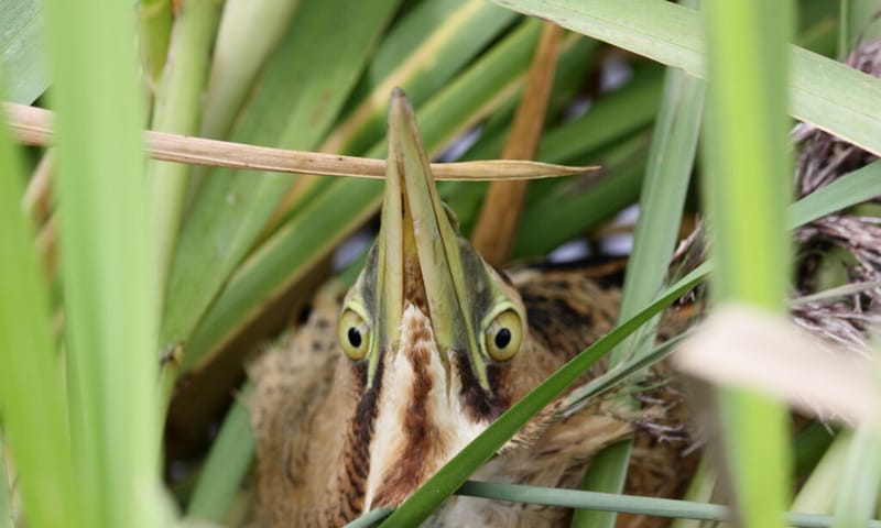 Roerdomp in het riet verstopt Roerdomp in het riet verstopt