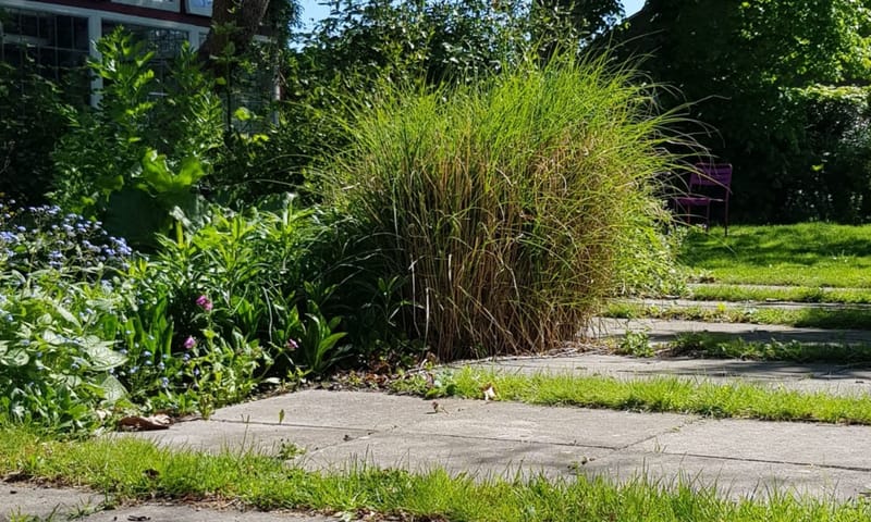 Tuinpad met planten ertussen Tuinpad met planten ertussen