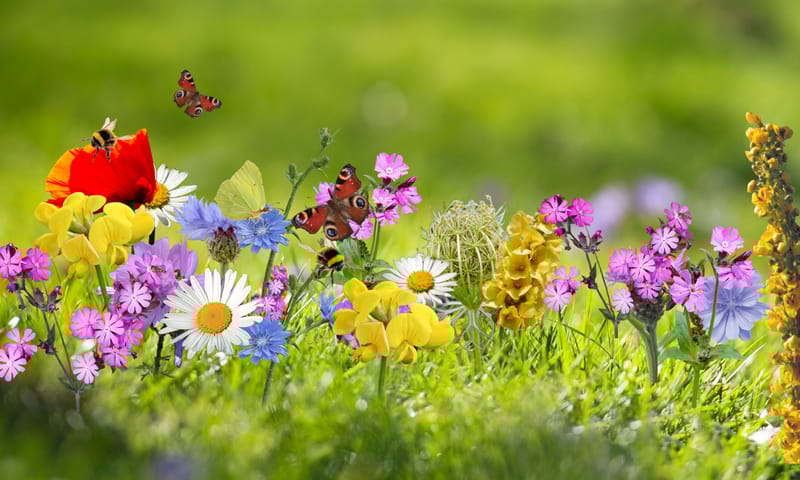 Wilde bloemen met vlinders en hommels