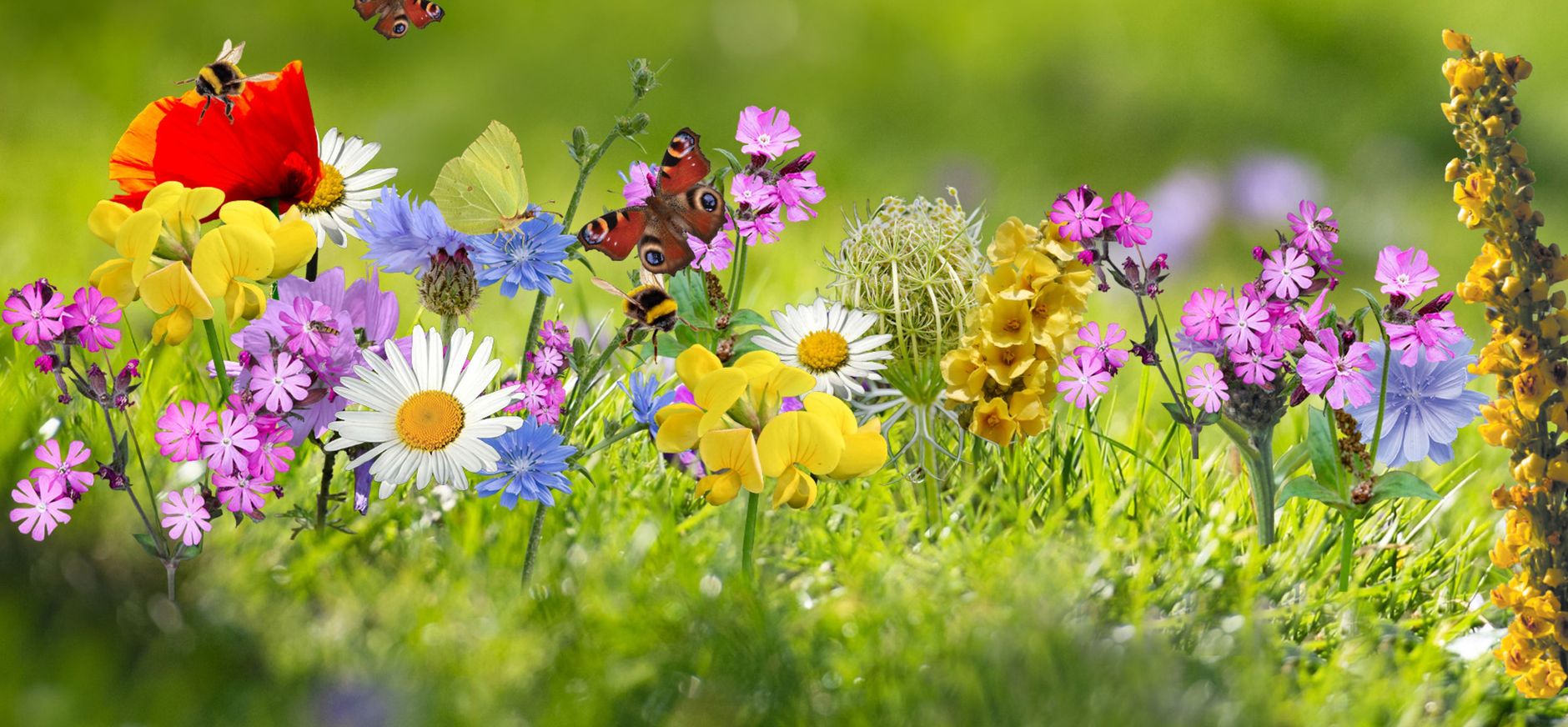Wilde bloemen met vlinders en hommels Wilde bloemen met vlinders en hommels