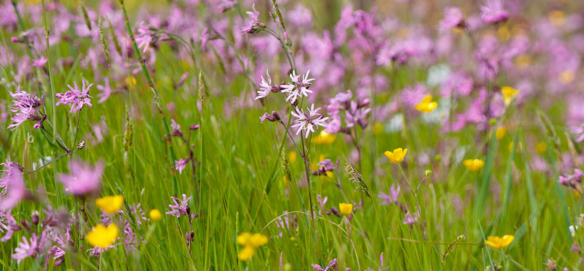 Echte koekoeksbloemen in De Wieden Echte koekoeksbloemen in De Wieden