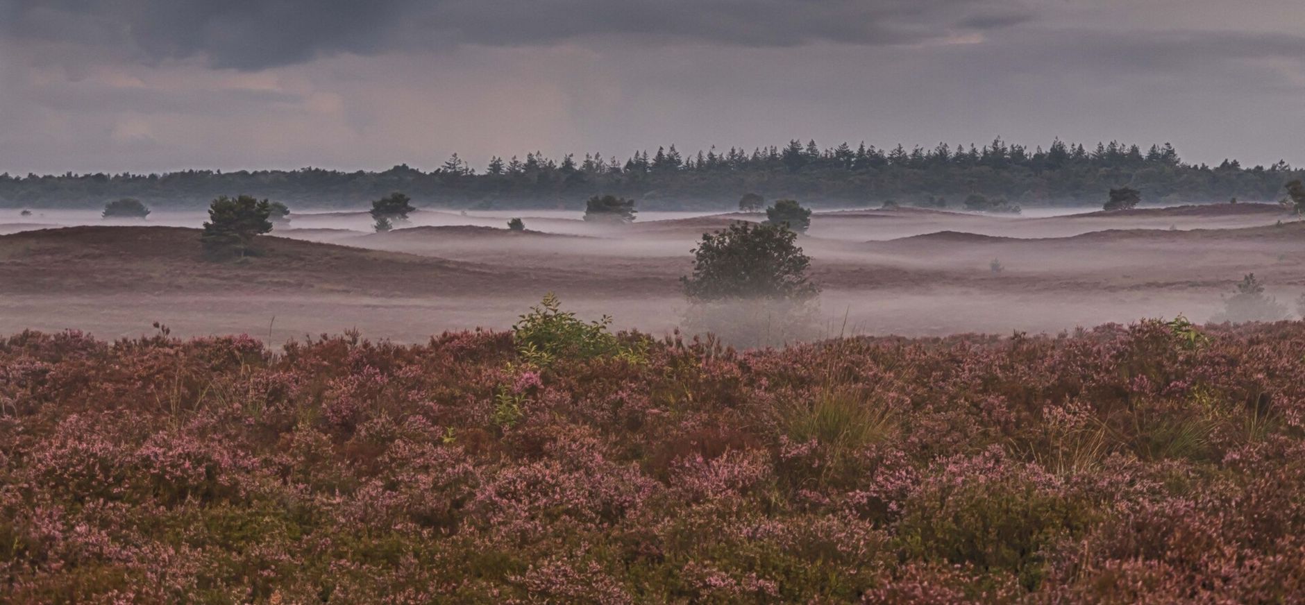 Mistflarden