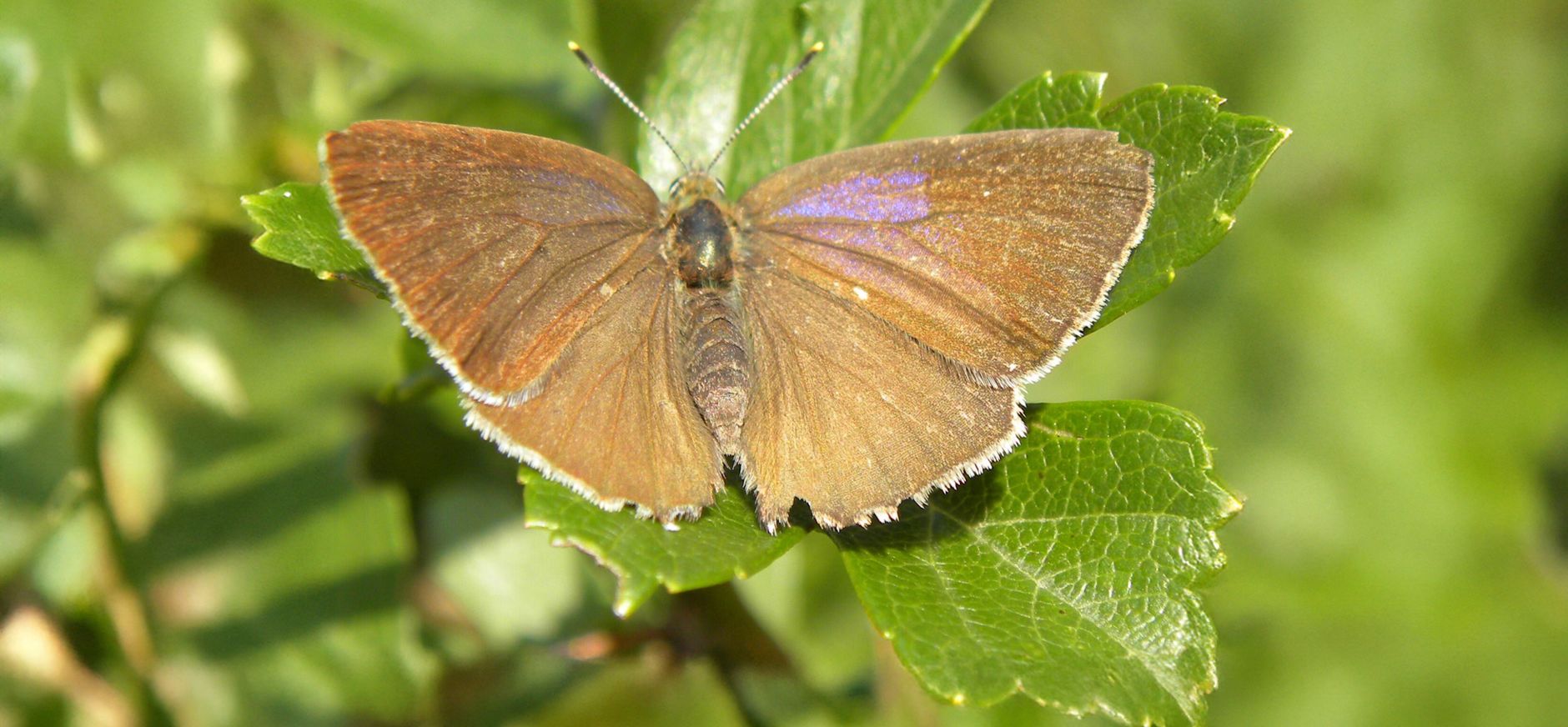 Bruine eikenpage Bruine eikenpage