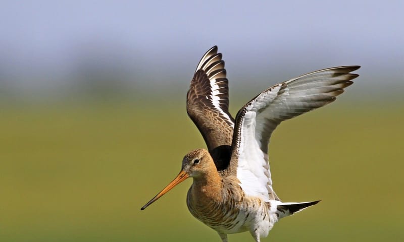 grutto