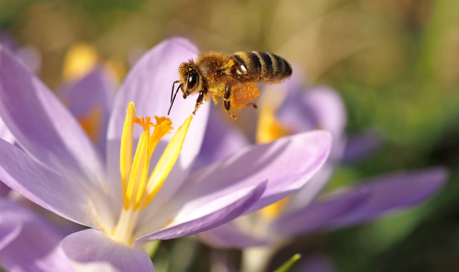 Krokus met honingbij Krokus met honingbij