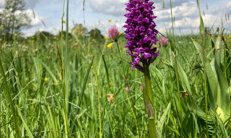 Brede orchis Brede orchis