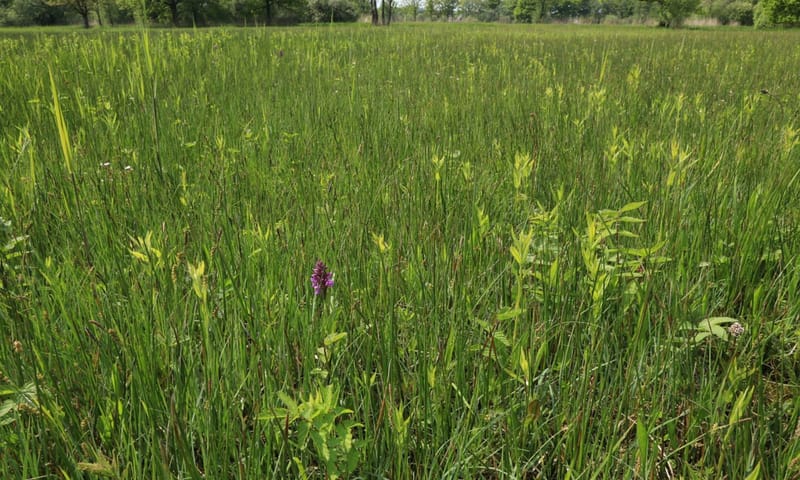 Blauwgrasland Empese en Tondense Heide