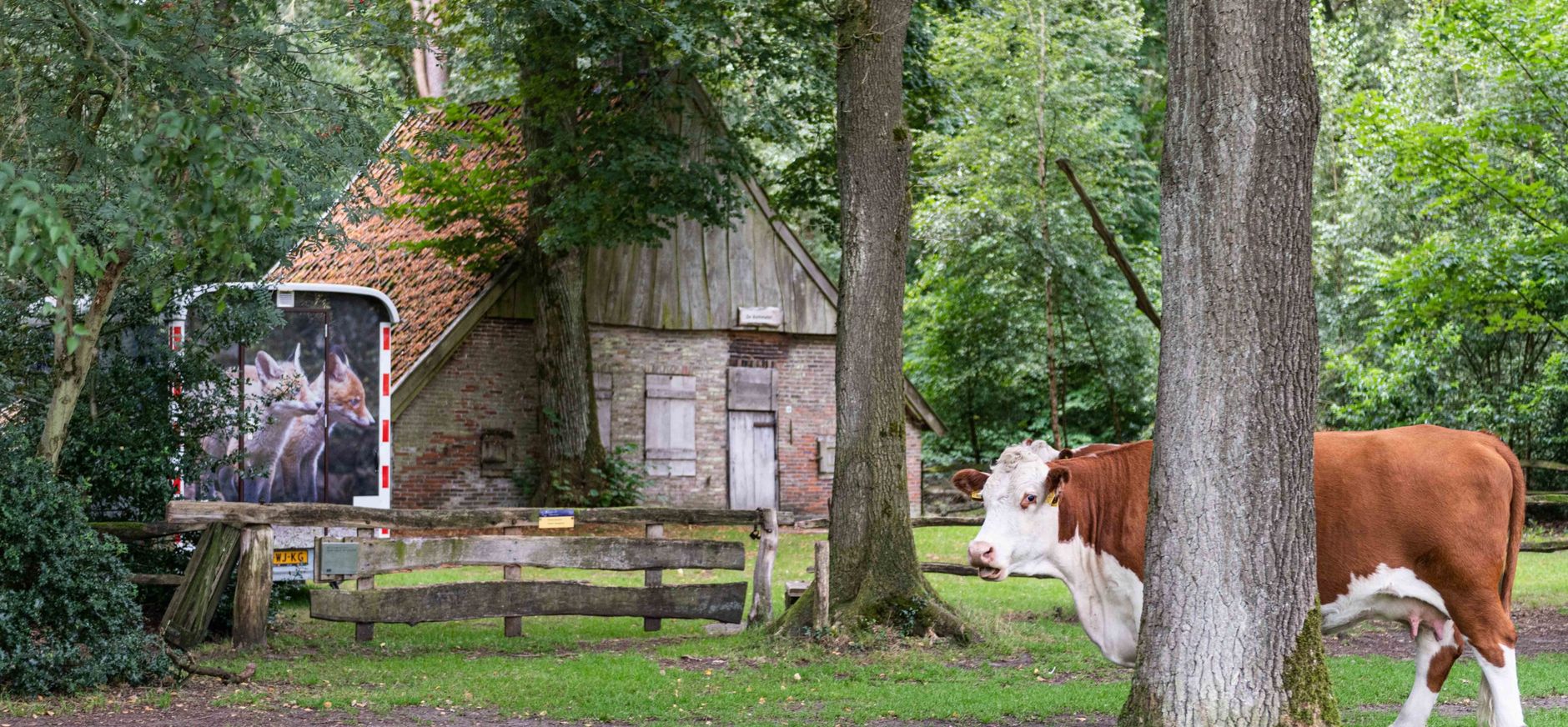 Hereford in Buurserzand Hereford in Buurserzand
