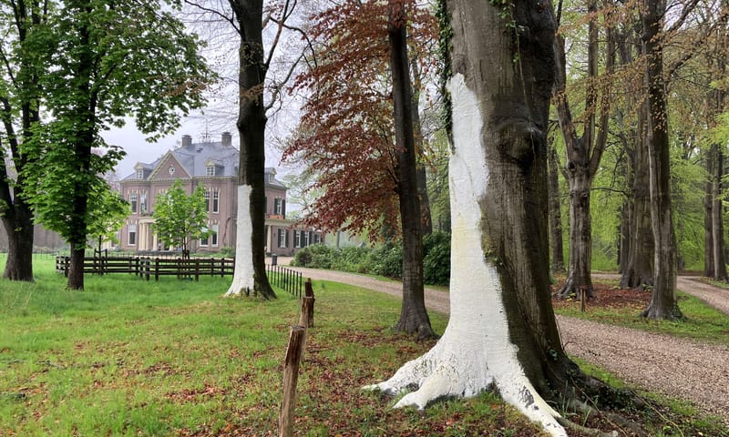 gewitte beuken 't Waliën tegen zonnebrand
