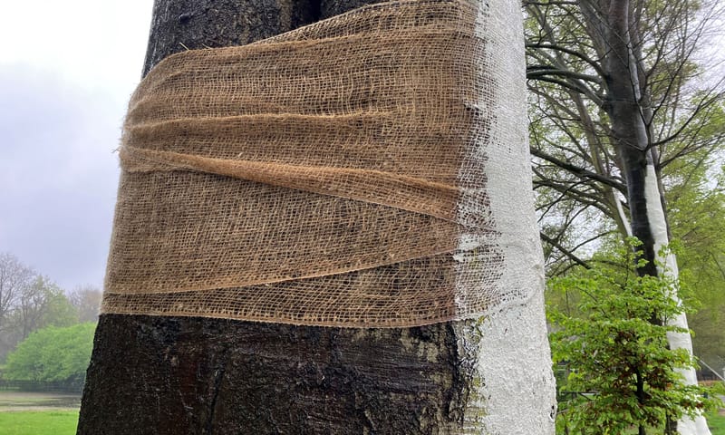 restant jute op gewitte beuk 't Waliën