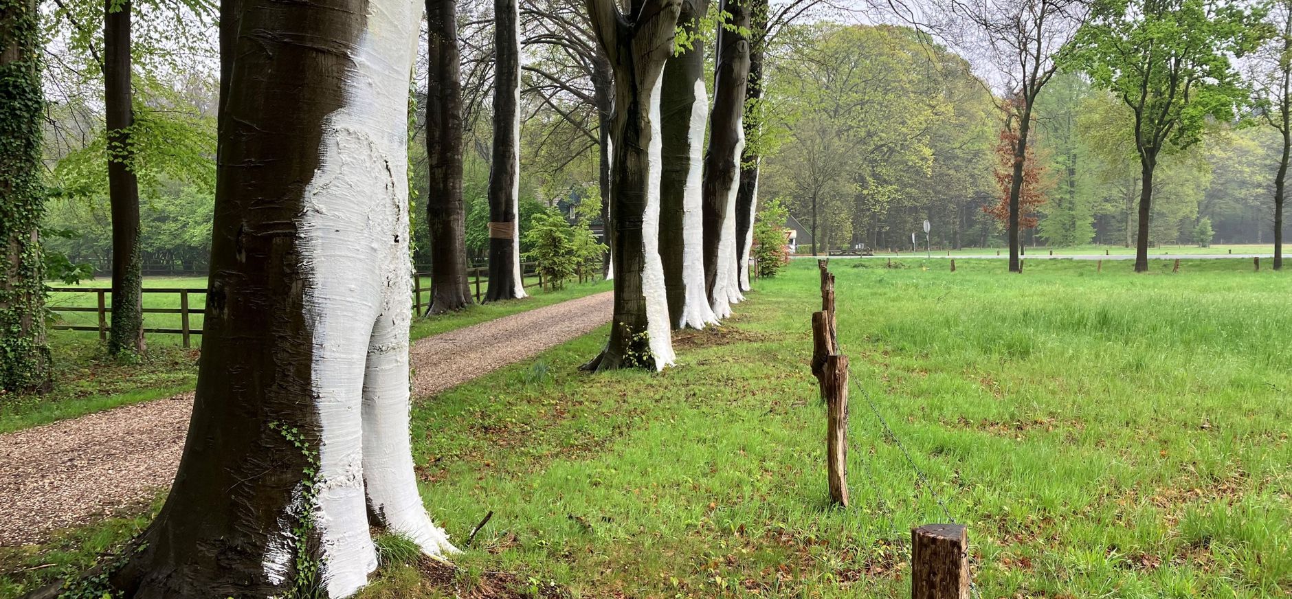 beuken gewit 't Waliën