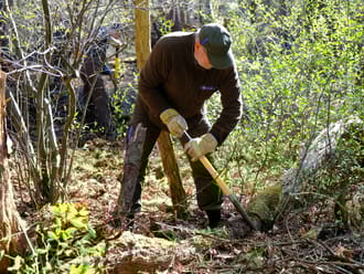 Vliegende kiep prunusbestrijding