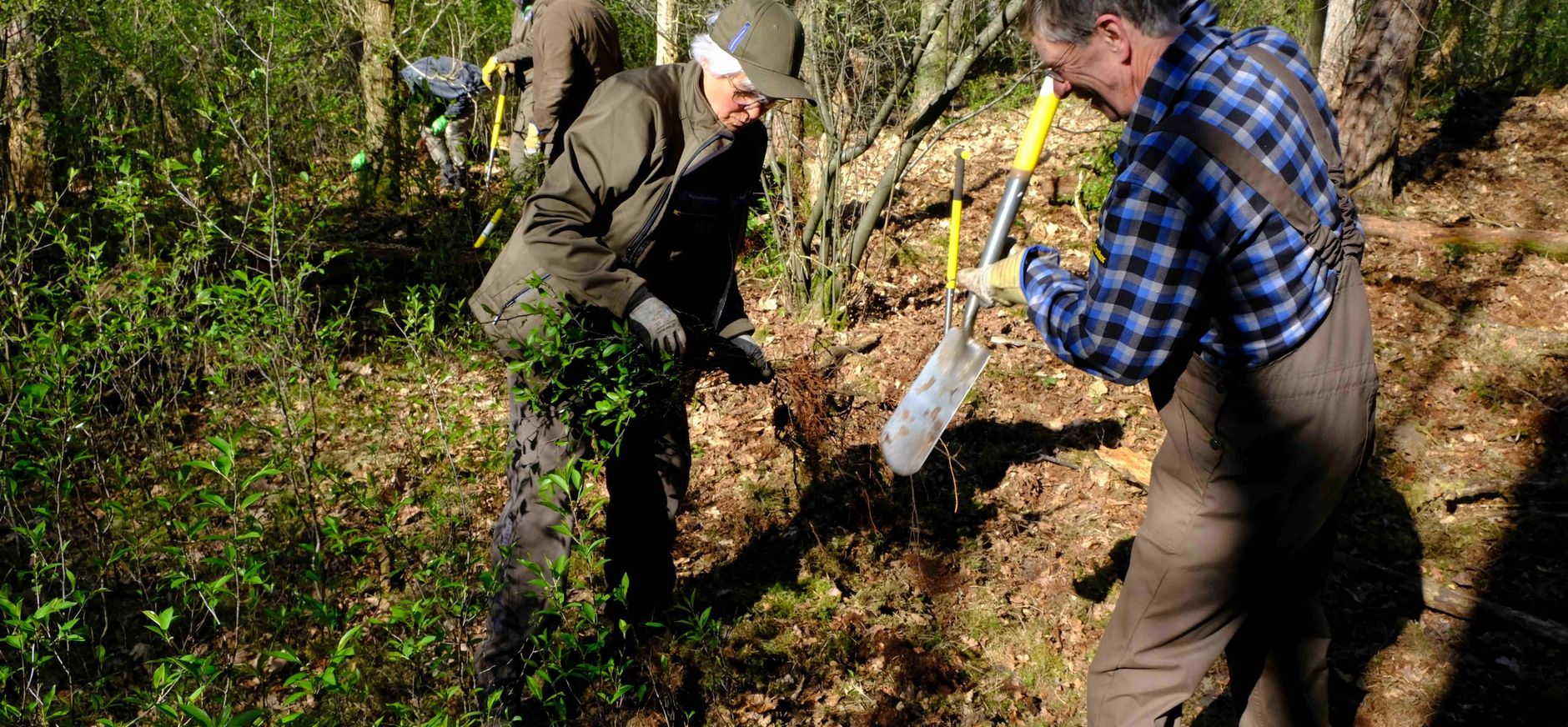 Bestrijding Amerikaanse vogelkers in de Loonse en Drunense Duinen