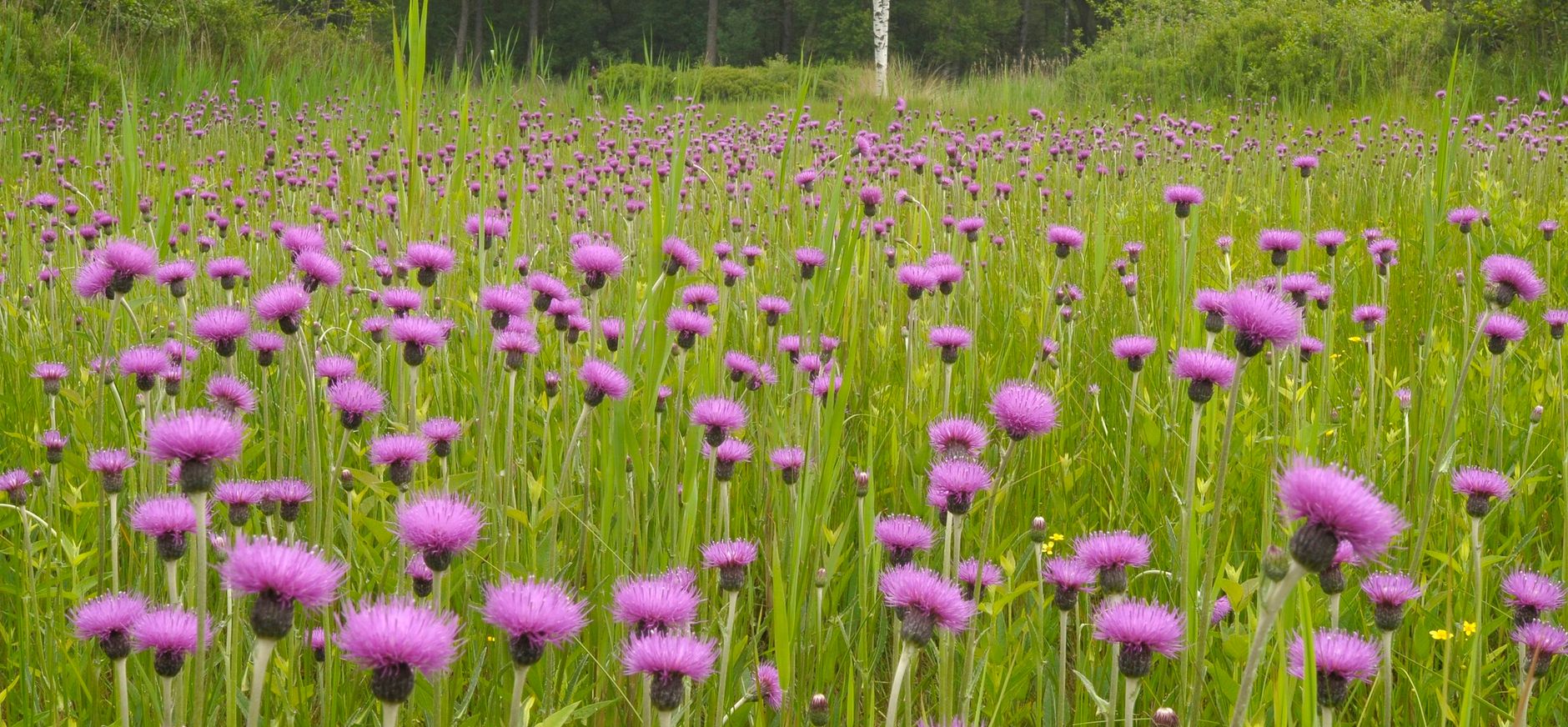 Resultaten van natuurherstel Empese en Tondense Heide Resultaten van natuurherstel Empese en Tondense Heide